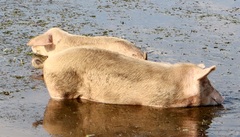 Sus scrofa domesticus