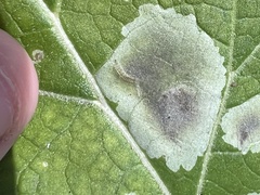 Calycomyza flavinotum
