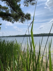 Zizaniopsis miliacea