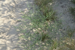 Corispermum hyssopifolium