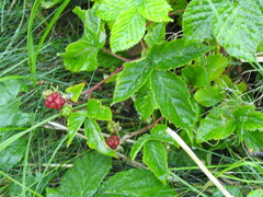 Rubus fruticosus