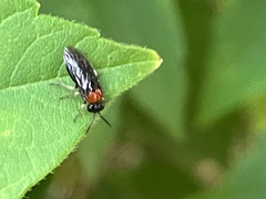 Eutomostethus ephippium