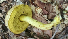 Retiboletus ornatipes