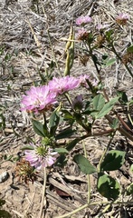 Trifolium resupinatum