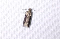 Chionodes mediofuscella