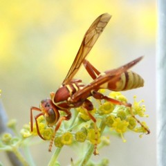 Polistes dorsalis californicus