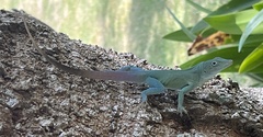 Anolis grahami