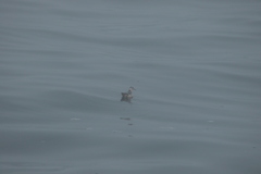 Phalaropus fulicarius