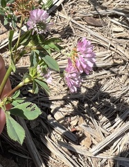 Trifolium resupinatum