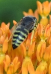 Bembix