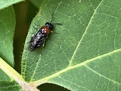 Eutomostethus ephippium