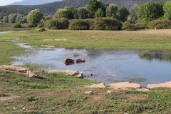Sus scrofa domesticus