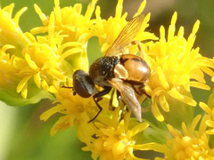Gymnosoma rotundatum