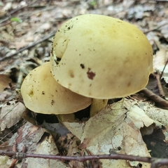 Retiboletus ornatipes