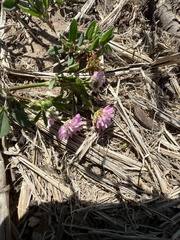 Trifolium resupinatum