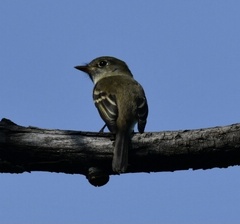 Empidonax minimus