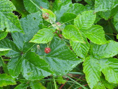 Rubus fruticosus