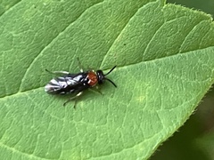 Eutomostethus ephippium