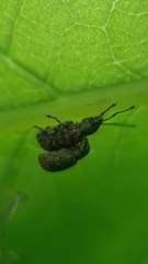 Pseudoedophrys hilleri
