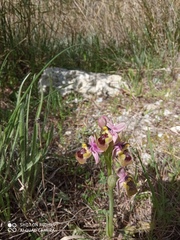 Ophrys tenthredinifera