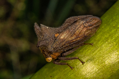 Acanthuchus trispinifer