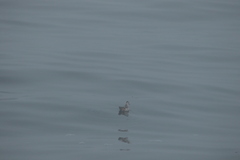 Phalaropus fulicarius
