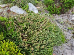 Euphorbia caput-medusae