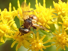 Gymnosoma rotundatum