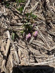 Trifolium resupinatum
