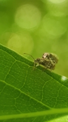 Pseudoedophrys hilleri