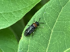 Eutomostethus ephippium