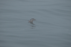Phalaropus fulicarius