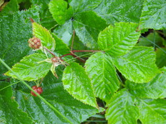 Rubus fruticosus