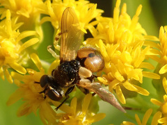 Gymnosoma rotundatum