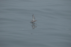 Phalaropus fulicarius