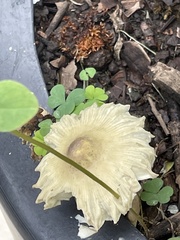 Leucocoprinus birnbaumii