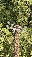 Libellula forensis