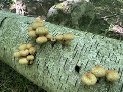 Pholiota squarrosoides