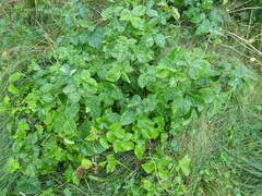 Rubus fruticosus