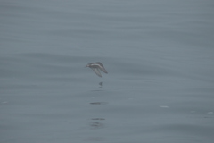 Phalaropus fulicarius