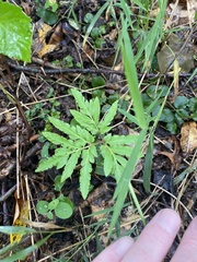 Sceptridium dissectum