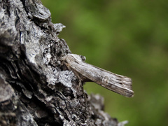 Lithomoia germana