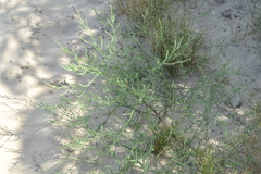 Corispermum hyssopifolium