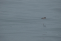 Phalaropus fulicarius