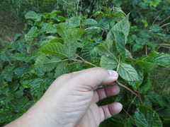 Rubus fruticosus