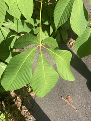 Aesculus