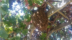 Apis mellifera