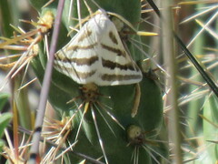 Euaspilates spinataria