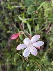 Hesperantha falcata