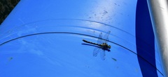 Gomphidae